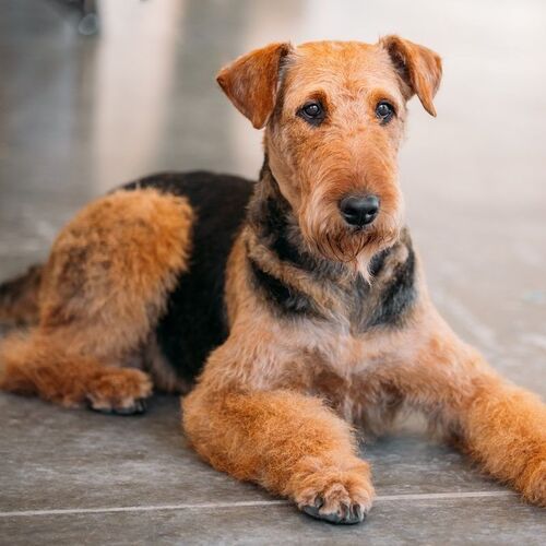 Cane di razza Airedale Terrier