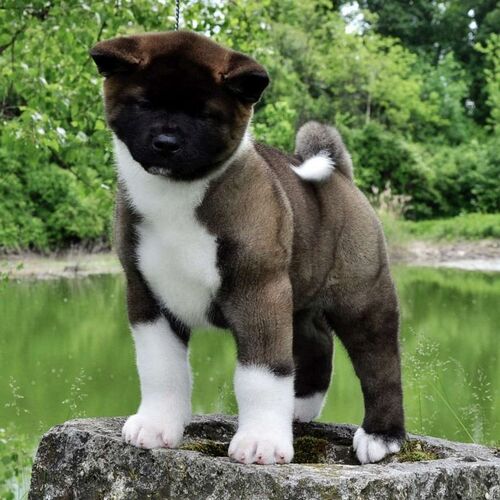 Cane di razza Akita Americano