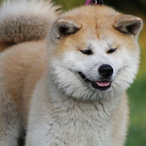Cane di razza Akita Inu