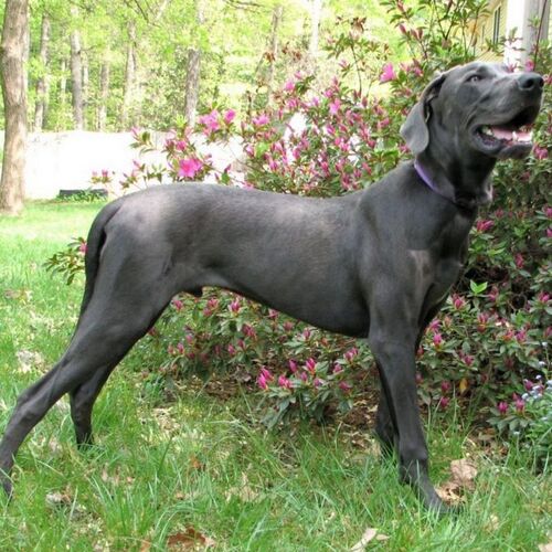 Cane di razza Alano
