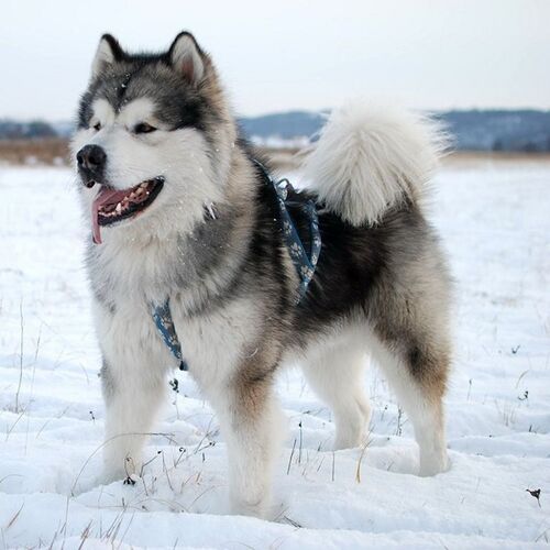 Cane di razza Alaskan Malamute