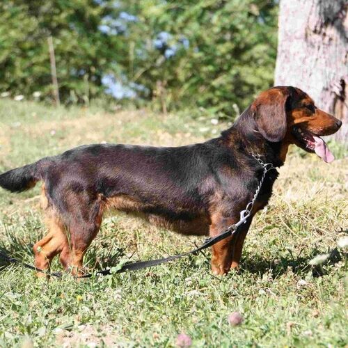 Cane di razza Alpenlaendische Dachsbracke