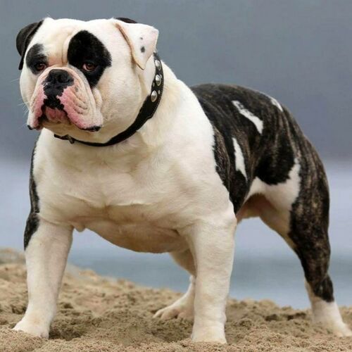 Cane di razza American Bulldog