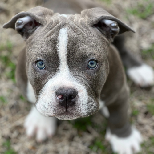 Cane di razza American Bully