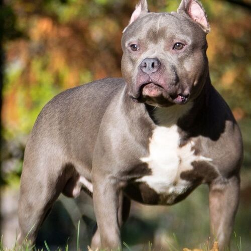 Cane di razza American pit bull terrier