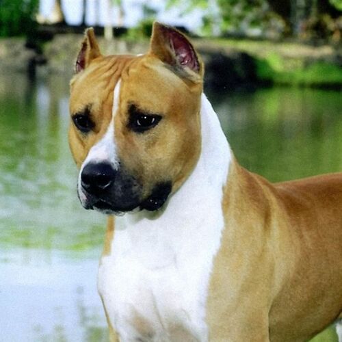Cane di razza American Staffordshire Terrier