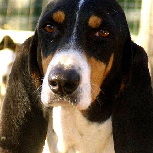 Cane di razza Ariegeois