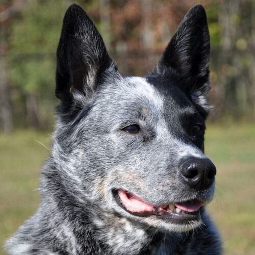 Cane di razza Australian cattle dog