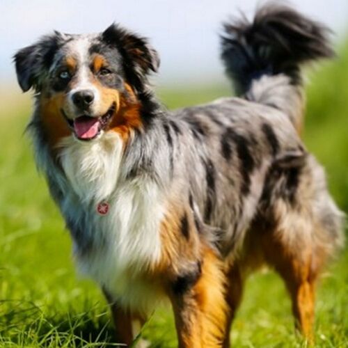 Cane di razza Australian Shepherd