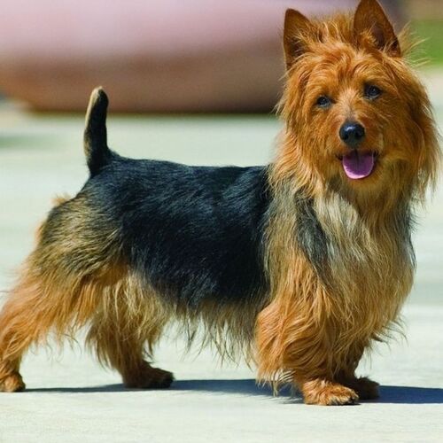 Cane di razza Australian Terrier