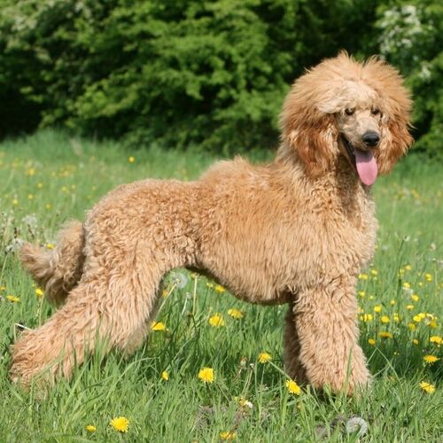 Cane di razza Barbone (grande mole)