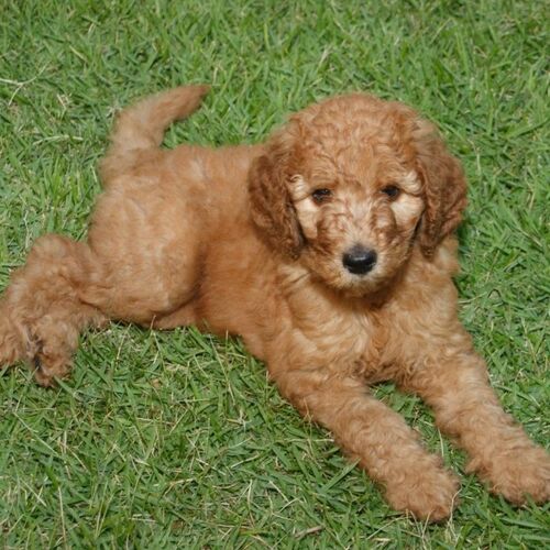 Cane di razza Barbone (media mole)