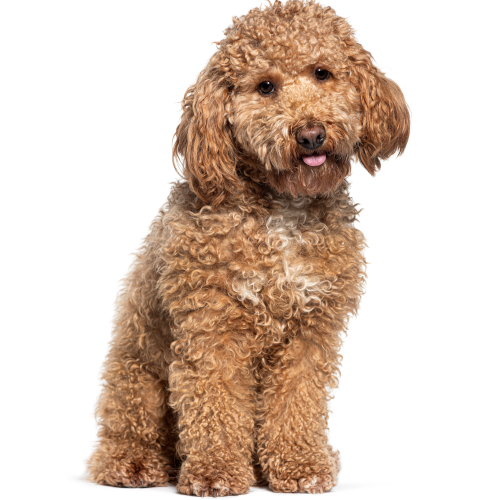 Cane di razza Barbone (nano)