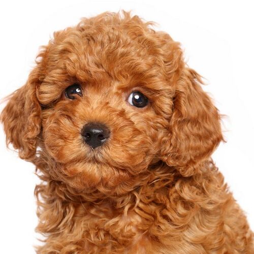 Cane di razza Barbone (toy)