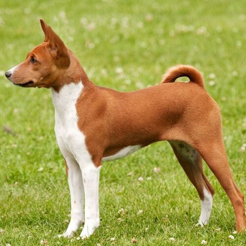 Cane di razza Basenji