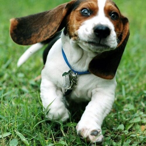 Cane di razza Basset Artesien Normand
