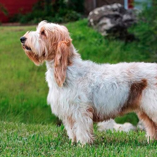 Cane di razza Basset Griffon Vendeen (grande)