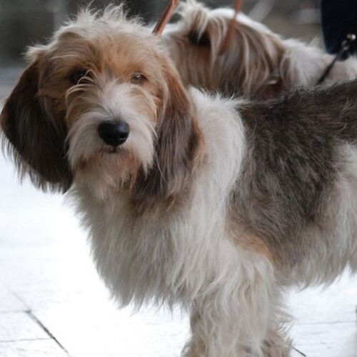 Cane di razza Basset Griffon Vendeen (piccolo)