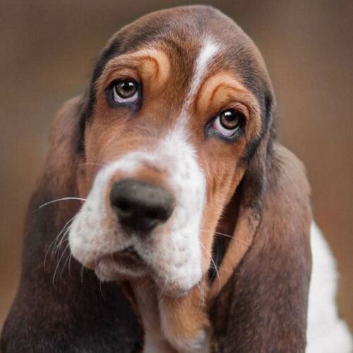 Cane di razza Basset Hound
