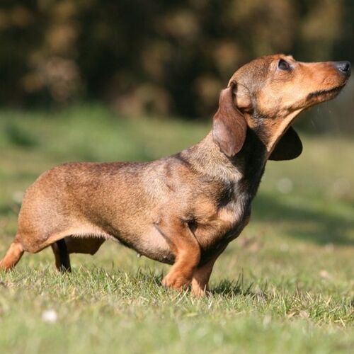 Cane di razza Bassotto a pelo corto
