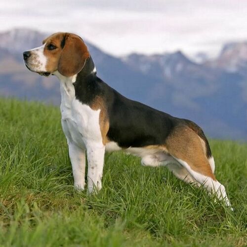 Cane di razza Beagle