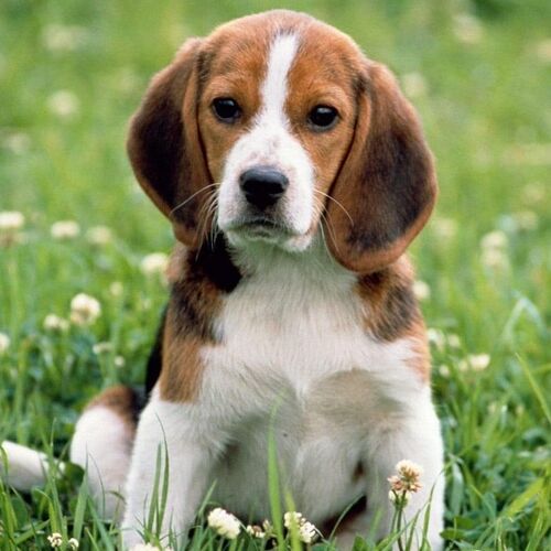 Cane di razza Beagle Harrier