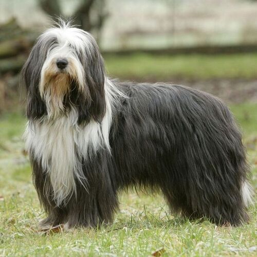Cane di razza Bearded Collie