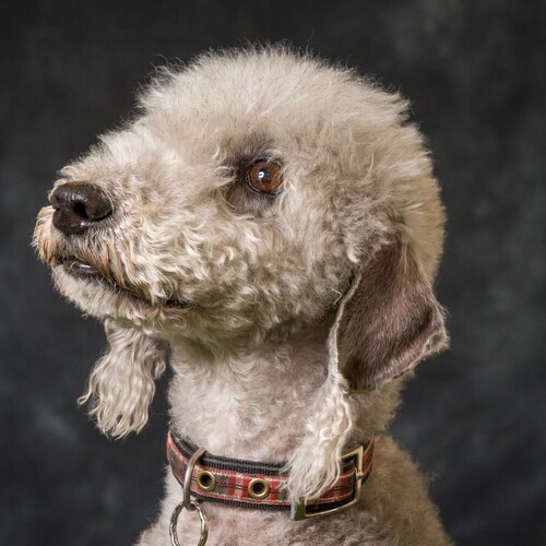 Cane di razza Bedlington Terrier