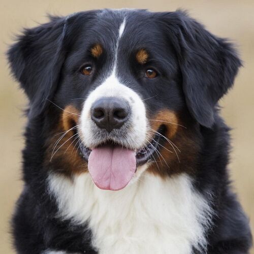 Cane di razza Berner Sennenhund