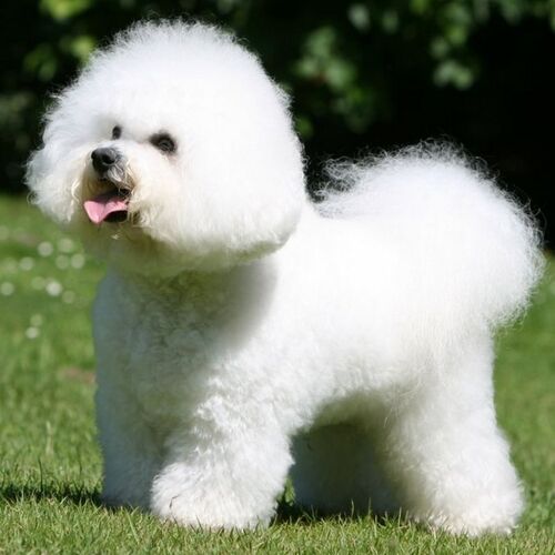 Cane di razza Bichon a Poil Frisè