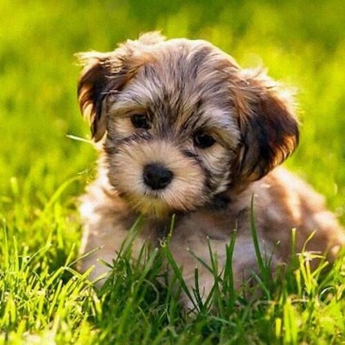 Cane di razza Bichon avanese