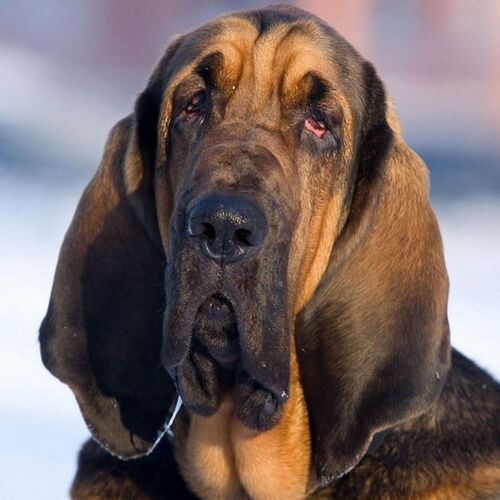 Cane di razza Bloodhound