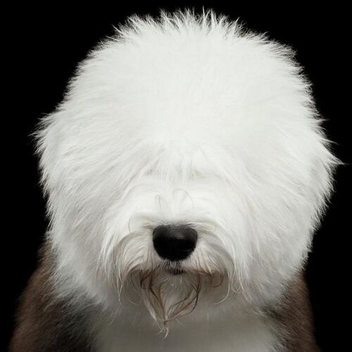 Cane di razza Bobtail