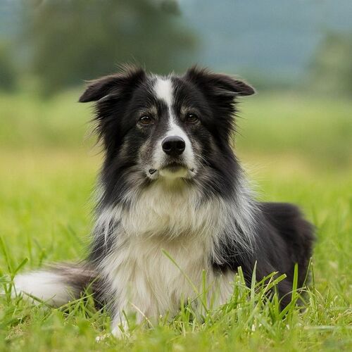 Cane di razza Border Collie