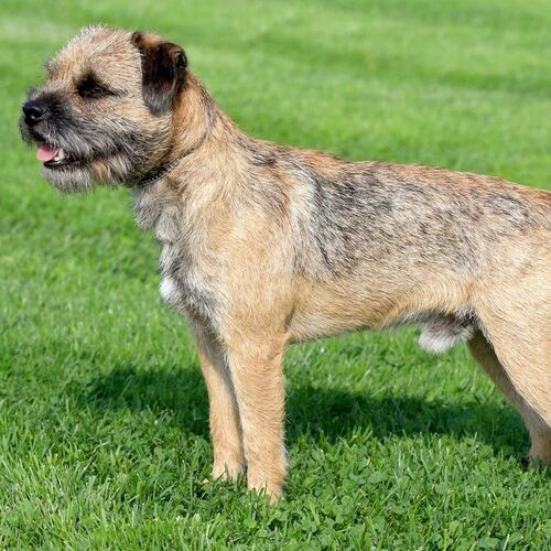 Cane di razza Border Terrier