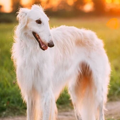 Cane di razza Borzoi
