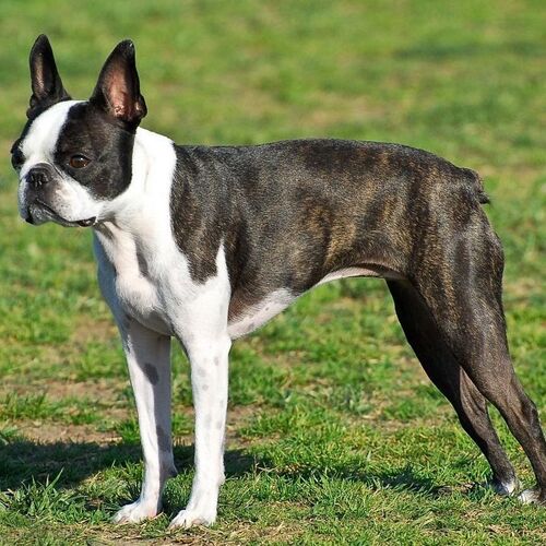 Cane di razza Boston Terrier