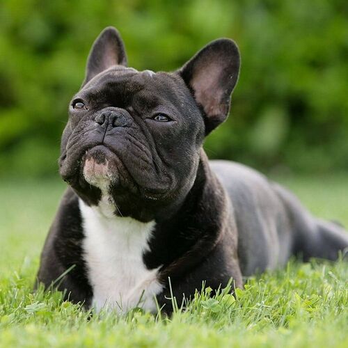 Cane di razza Bouledogue Francese