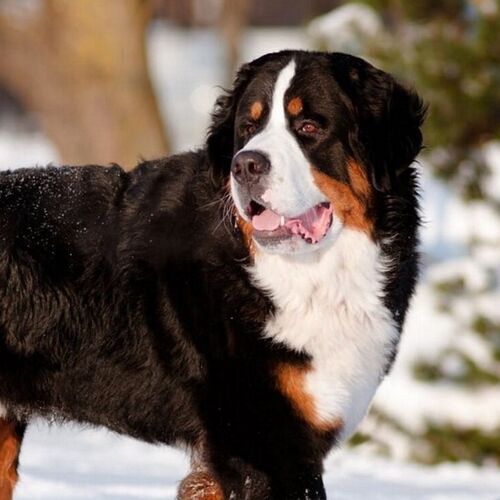 Cane di razza Bovaro del Bernese