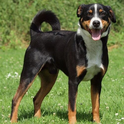 Cane di razza Bovaro dell Appenzell
