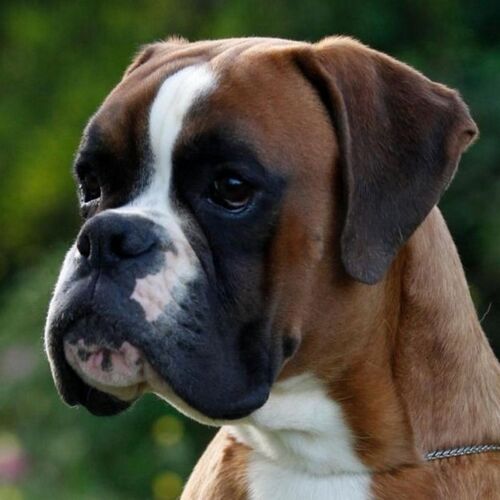 Cane di razza Boxer