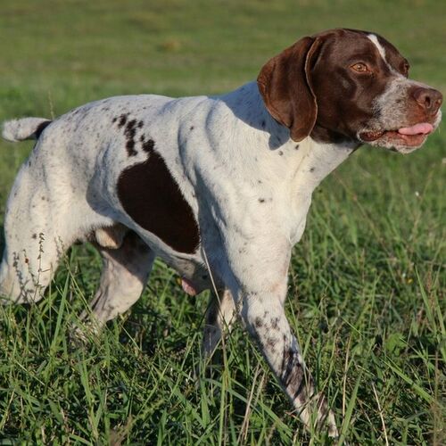 Cane di razza Bracco Francese