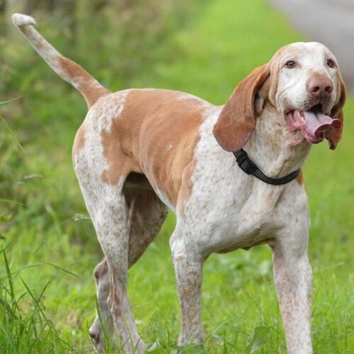 Cane di razza Bracco Italiano