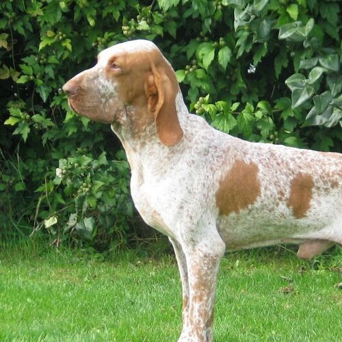 Cane di razza Bracco Saint Germain