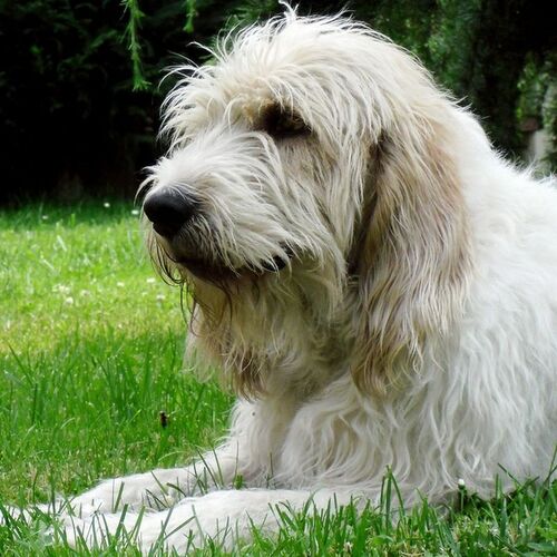 Cane di razza Briquette Griffon Vendeen