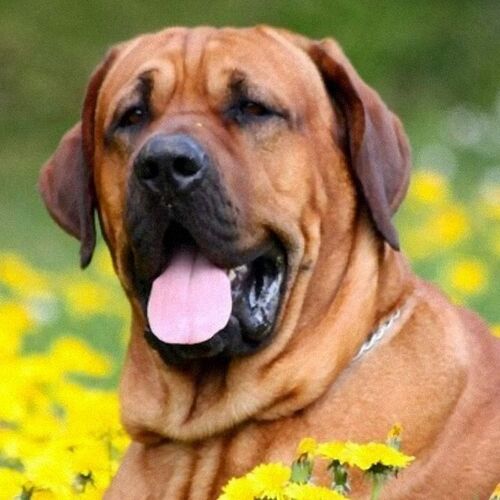 Cane di razza Broholmer