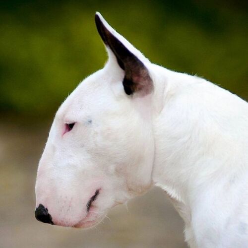 Cane di razza Bull Terrier