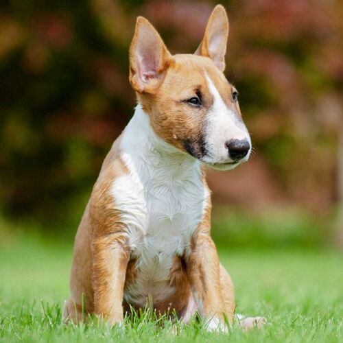 Cane di razza Bull Terrier Miniature