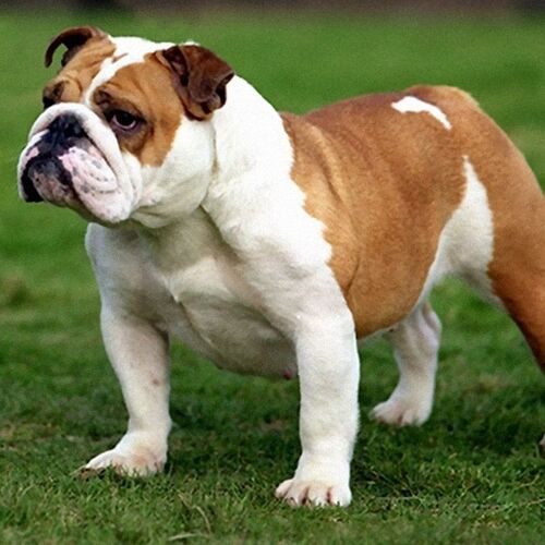 Cane di razza Bulldog