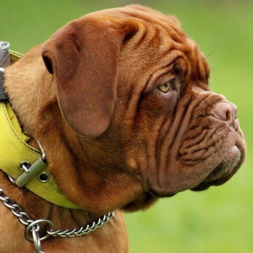Cane di razza Bullmastiff